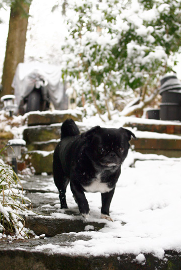 pug-in-the-snow pug-in-the-snow