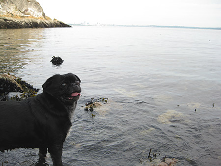 the pug beachcombing at lighthouse park the pug beachcombing at lighthouse park