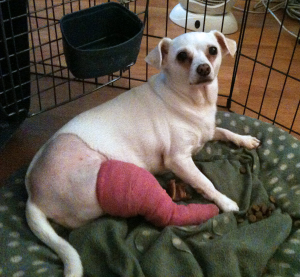 luxating patella dog surgery recovery luxating patella dog surgery recovery